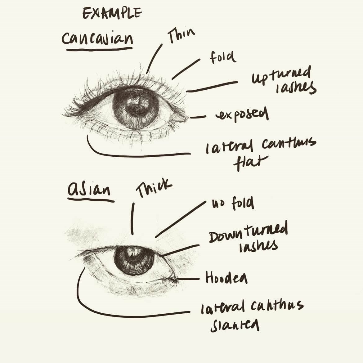 Asian vs Caucasian Eye